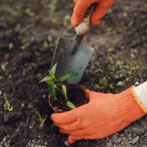 Manos cultivando brote de planta