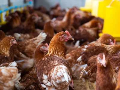 Inicio caso exito grupo rocio iii